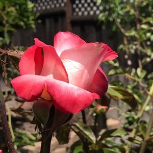 Meet your Posher, Janelle